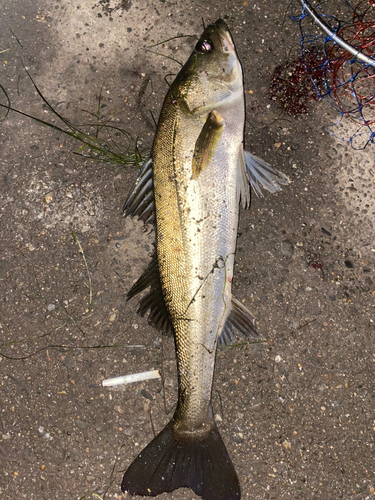 マルスズキの釣果