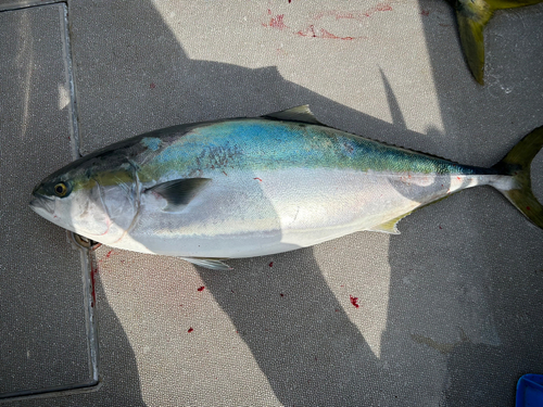 ブリの釣果