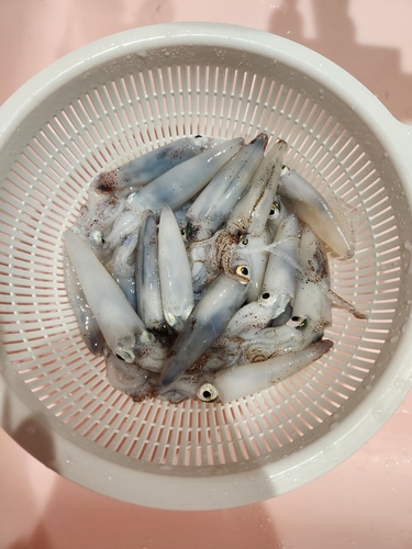 ヒイカの釣果