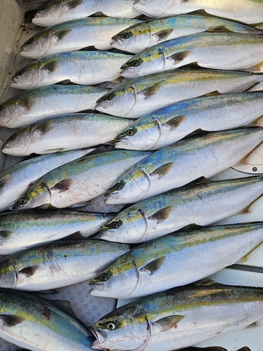 ハマチの釣果