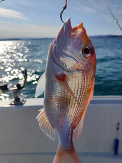 レンコダイの釣果