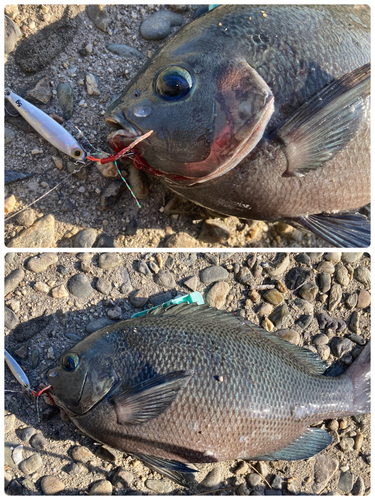 グレの釣果