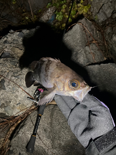 メバルの釣果