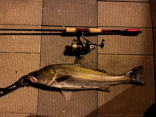 シーバスの釣果