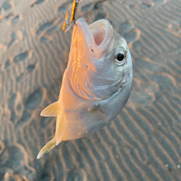 白狼✅の釣果