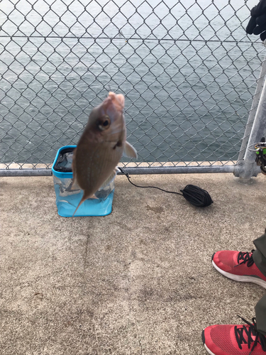 チャリコの釣果