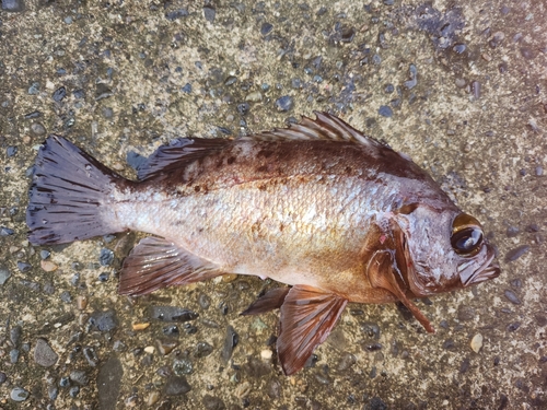 メバルの釣果