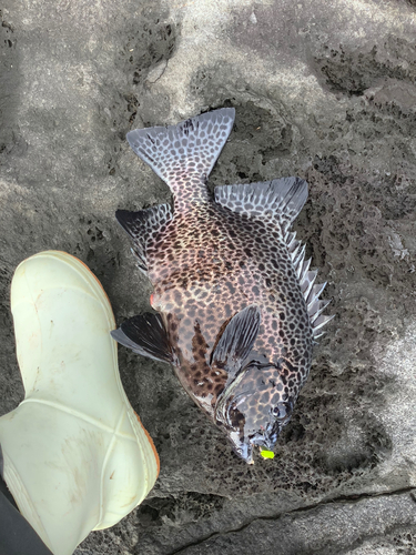 イシガキダイの釣果