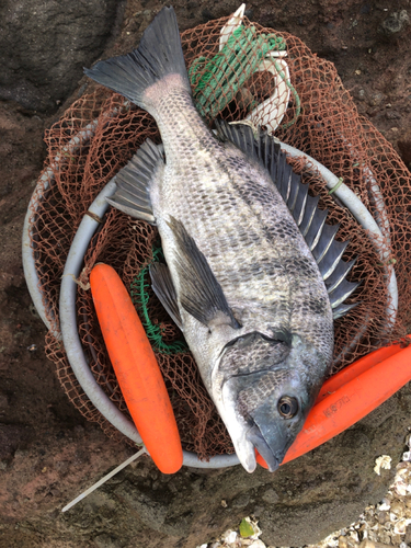 チヌの釣果