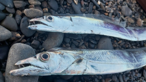 タチウオの釣果