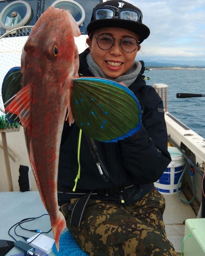 ホウボウの釣果