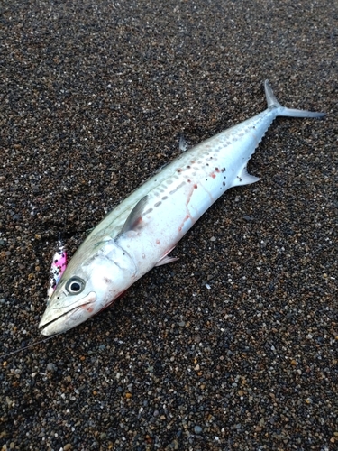 サゴシの釣果