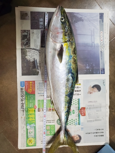 ブリの釣果