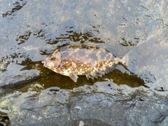 アイゴの釣果