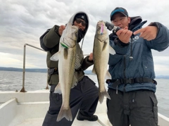 シーバスの釣果