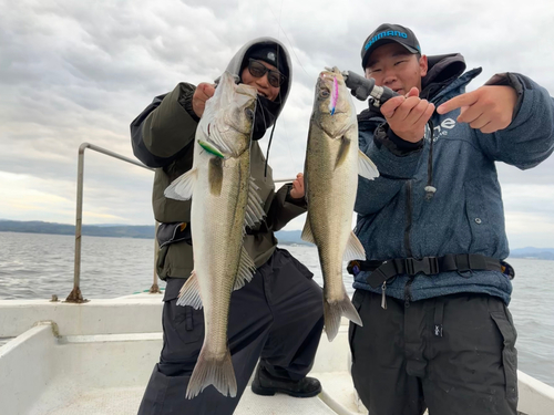 シーバスの釣果