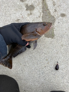 アイナメの釣果