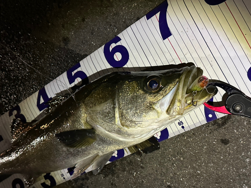 シーバスの釣果