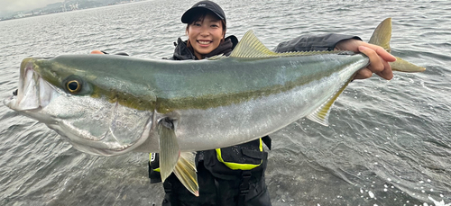 ワラサの釣果