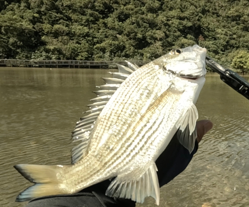 オキナワキチヌの釣果