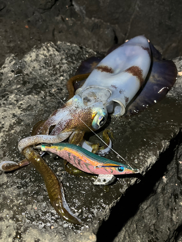 アオリイカの釣果