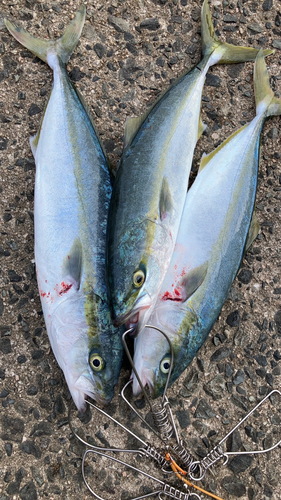 ハマチの釣果