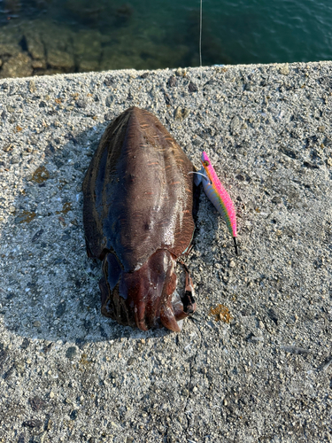 モンゴウイカの釣果