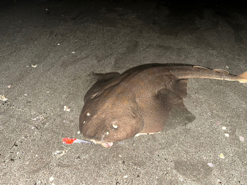 カスザメの釣果