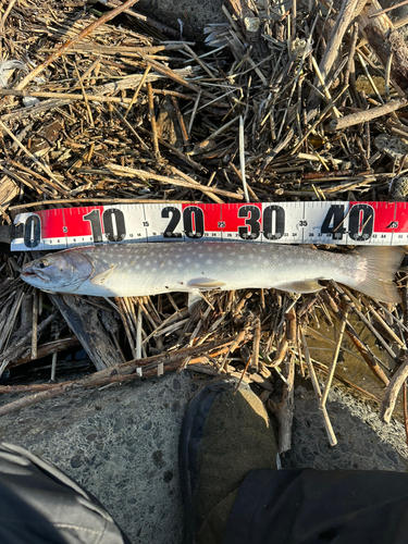 アメマスの釣果