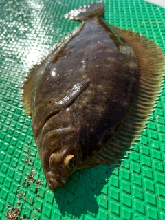 カレイの釣果