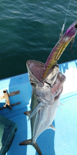 サゴシの釣果