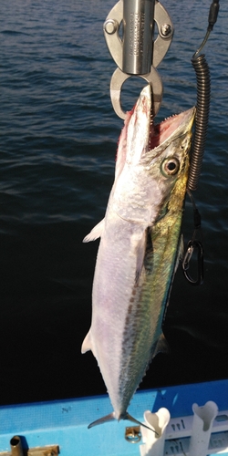 サゴシの釣果