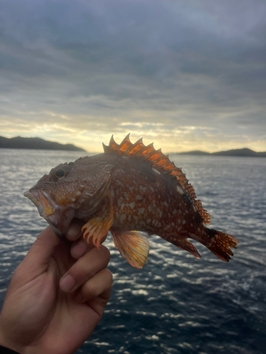 アラカブの釣果