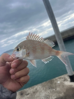 タイの釣果