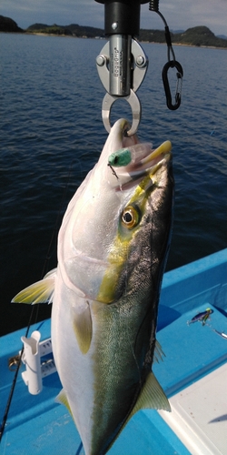 ハマチの釣果