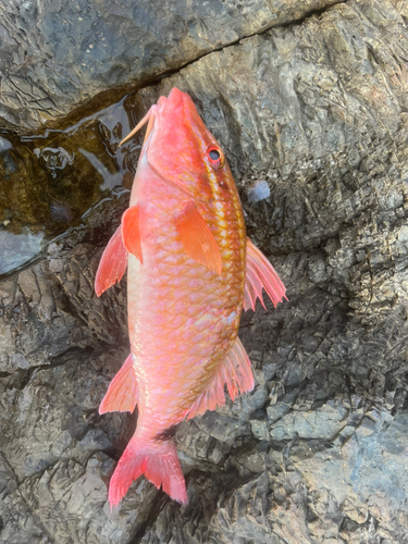 ミナベヒメジの釣果