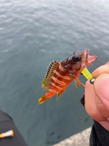 アラカブの釣果