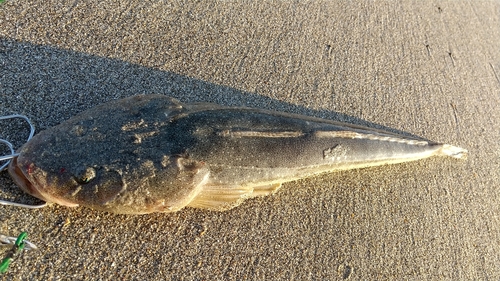 マゴチの釣果