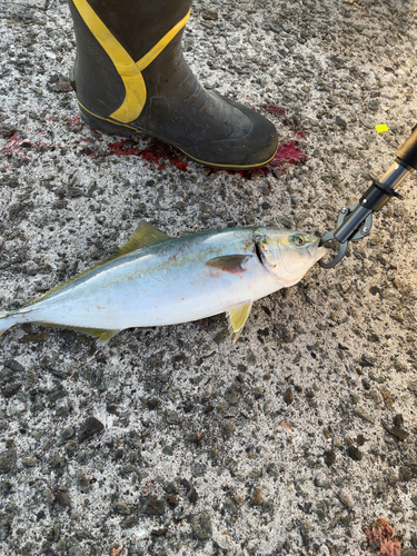 ワカシの釣果