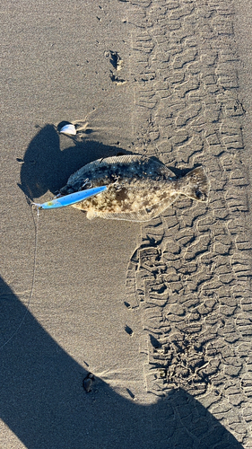 ソゲの釣果