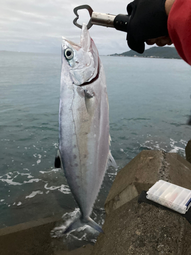 イケカツオの釣果