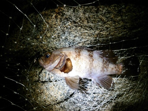 シロメバルの釣果