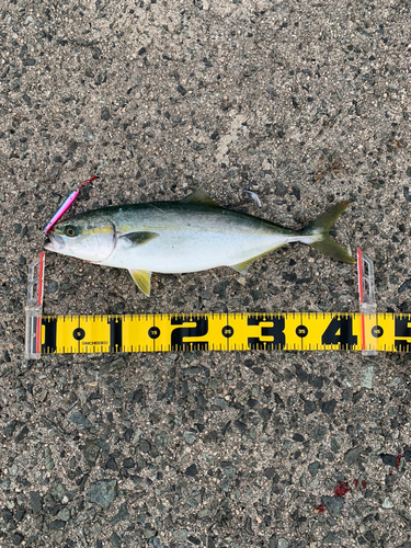 ハマチの釣果