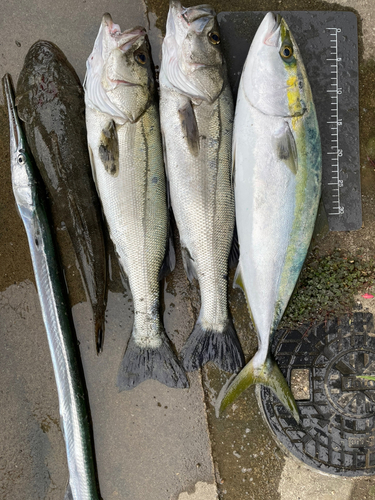 メジロの釣果