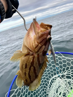 ホウキハタの釣果