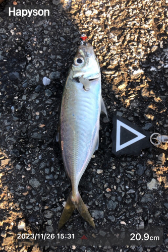 アジの釣果