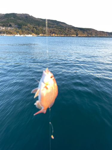 タイの釣果