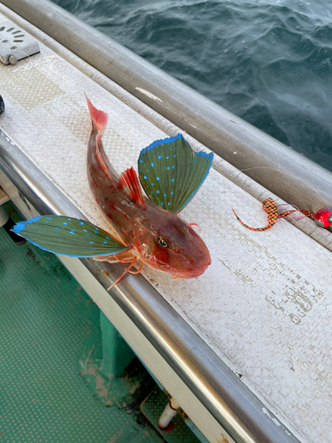 ホウボウの釣果