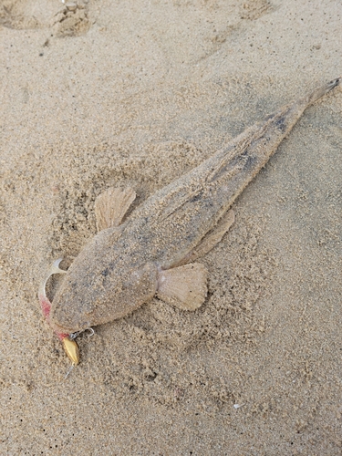 マゴチの釣果