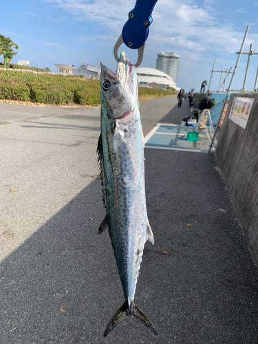 サゴシの釣果